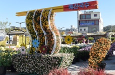 이번 주말 여기 어때…국화·국수·국밥 미리 가 본 예산장터 삼국축제