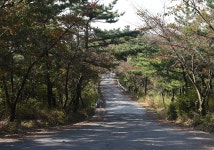 [충남 치유의 길…불교 순례길7] 솔숲길 청신한 기운이