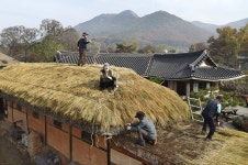 아산 외암민속마을의 겨울나기 초가지붕 교체