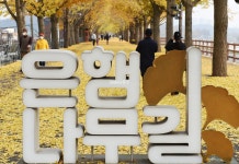 [포토뉴스] 가을 끝자락, 노란 은행잎으로 물든 아산 은행나무길