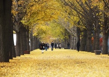 [포토뉴스] 가을 끝자락, 노란 은행잎으로 물든 아산 은행나무길