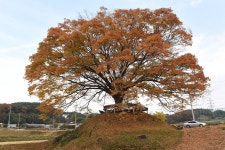 [나무, 천년의 세월을 담다 152] 동화로 재탄생한 섬박이...보령시 청라면 신산리 느티나무
