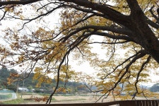 [나무, 천년의 세월을 담다 152] 동화로 재탄생한 섬박이...보령시 청라면 신산리 느티나무
