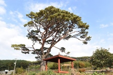 [나무, 천년의 세월을 담다 153] 보호수 프로젝트Ⅲ, 잘 만든 콘텐츠 이제 잘 연결하자..보령 오천면 오포리 소나무