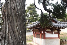 [나무, 천년의 세월을 담다 157] 사당에 향나무를 심는 이유...당진시 송산면 무수리 향나무