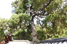 [나무, 천년의 세월을 담다 157] 사당에 향나무를 심는 이유...당진시 송산면 무수리 향나무