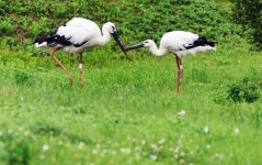 예산황새공원, 한국관광공사 친환경 추천 여행지 선정