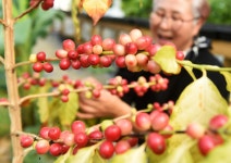 [포토뉴스] Made in 천안 커피…커피에 반하나 농장