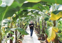 [포토뉴스] Made in 천안 커피…커피에 반하나 농장