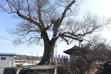 [나무, 천년의 세월을 담다 167] 간절함으로 가뭄을 극복한 마을과 보호수...금산군 부리면 평촌리 느티나무(둥구나무)와 팽나무