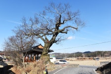 [나무, 천년의 세월을 담다 167] 간절함으로 가뭄을 극복한 마을과 보호수...금산군 부리면 평촌리 느티나무(둥구나무)와 팽나무