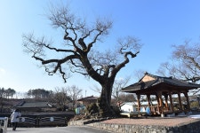 [나무, 천년의 세월을 담다 167] 간절함으로 가뭄을 극복한 마을과 보호수...금산군 부리면 평촌리 느티나무(둥구나무)와 팽나무
