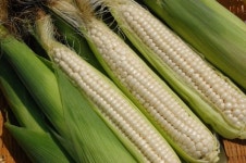 봄에 먹어도 맛있는 괴산대학찰옥수수 홈쇼핑서 대박