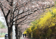 [포토뉴스] 코로나 이후 3번째 봄, 천안·아산 벚꽃 명소