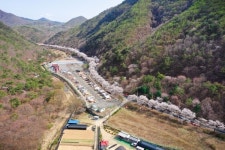 금산군, 보곡산골 산벚꽃 만개…이번 주말 절정