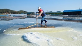 태안 명품 송화소금 본격 생산