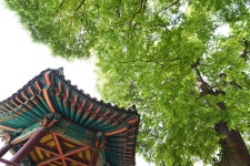 [나무, 천년의 세월을 담다 171] 나이 들수록 아름다운 무늬를 가지는 느티나무의 삶...계룡시 두마면 두계리 느티나무