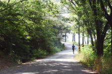 [충남의 아름다운 둘레길] 사랑나무 따라 연인과 걷기 좋은 길
