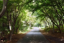 [충남의 아름다운 둘레길] 사랑나무 따라 연인과 걷기 좋은 길