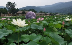 [포토뉴스] 연꽃 힐링 명소…아산 신정호와 외암민속마을