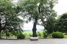 [나무, 천년의 세월을 담다 194] 연암 박지원의 애민정신 상징, 골정지와 상수리나무...당진시 면천면 상수리나무