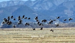 서산버드랜드 철새기행전 22일부터 천수만서 열려