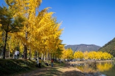 괴산 문광면 은행나무길 단풍, 이번주 절정 서두르세요