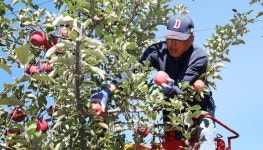 태안 명품 사과 본격 수확…선물용 인기