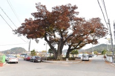 [나무, 천년의 세월을 담다 206] 드라마 슈룹을 연상시키는 느티나무...서산시 운산면 느티나무