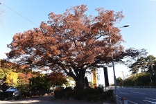 [나무, 천년의 세월을 담다 213] 길 위의 이정표, 느티나무...보령시 화산동 느티나무