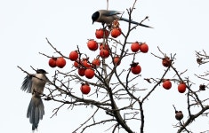 까치밥, 새들을 위한 겨울 잔치
