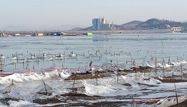 영하 6도에 얼어붙은 천수만…태안 어민들 분노