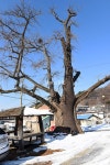 [나무, 천년의 세월을 담다 220] 불멸과 소멸 사이…아산시 염치읍 방현리 은행나무