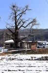 [나무, 천년의 세월을 담다 220] 불멸과 소멸 사이…아산시 염치읍 방현리 은행나무
