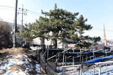 [나무, 천년의 세월을 담다 222] 회복을 꿈꾸는 소나무…아산시 영인면 신봉리 곰솔