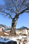 [나무, 천년의 세월을 담다 223] 어느덧, 봄이다…아산시 탕정면 갈산리 팽나무