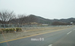 내포신도시 진입로 황금사철나무 뽑은 예산군