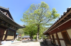 [나무, 천년의 세월을 담다 227] 천년고찰 향천사에 향기를 더하는 느티나무…예산군 예산읍 향천사 느티나무 3그루
