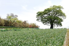 [나무, 천년의 세월을 담다 235] 성장과 변화 사이…태안군 태안읍 반곡리 느티나무