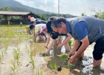 모내기하고 감자 캐고~ 괴산 서울농장 농촌체험 인기