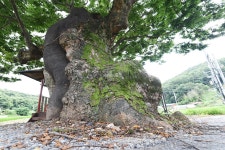 [나무, 천년의 세월을 담다 245] 느티나무를 향한 진심…청양군 청양읍 학당리 느티나무