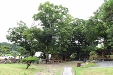 [나무, 천년의 세월을 담다 249] 쉼표가 필요한 순간…금산군 남이면 성곡리 느티나무 6그루