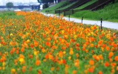 가을을 기다리며…비오는 수(水)요일