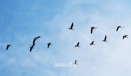 서산버드랜드 철새기행전 28~29일 열린다