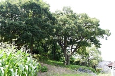 [나무, 천년의 세월을 담다 256] 허송세월…보령시 남곡동 팽나무