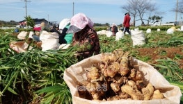 황토에서 갯바람 맞고 자란 태안 생강 본격 출하