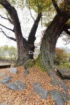 [나무, 천년의 세월을 담다 264] 연리(連理)…논산시 연산면 어은리 느티나무