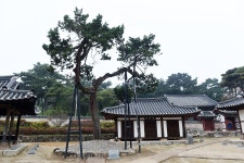 [나무, 천년의 세월을 담다 266] 고서(古書)의 기품을 닮은 향나무…논산시 연산면 돈암서원 향나무