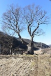 [나무, 천년의 세월을 담다 281] 역사의 증거가 된 음지쯤 정자나무…아산시 송악면 마곡리 느티나무