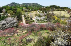 [포토뉴스] 봄으로 가득 채워진 아산 영인산 나들이